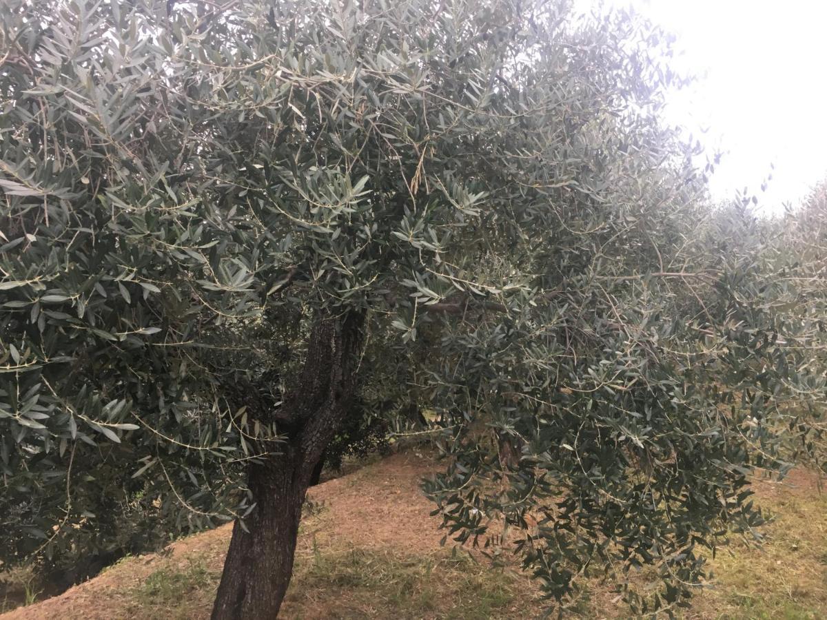 Agriturismo Lavalleggia Tovo San Giacomo Buitenkant foto